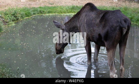 Weibliche Elch (Alces alces) trinken Wasser aus dem Teich. Stockfoto