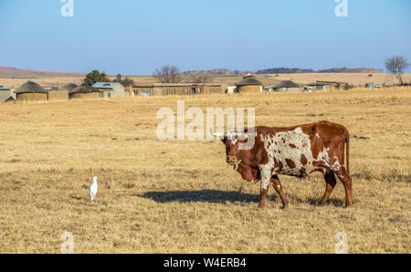 Ein nguni Kuh und einem weißen Kuhreiher in einem trockenen Bereich mit einer kleinen afrikanischen Dorf im Hintergrund Bild im Querformat. Stockfoto