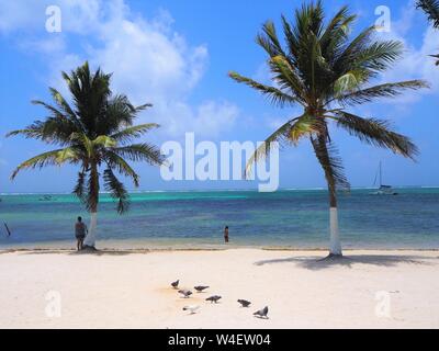 Der Strand auf Ambergris Caye, Beliaze, tropisches Paradies Insel in der Karibik. Stockfoto