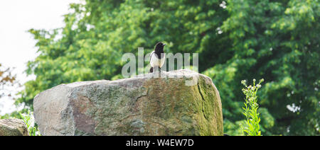 Schöne Eurasischen oder Europäischen magpie, Gemeinsame magpie Vogel hocken auf einem Stein. Stockfoto