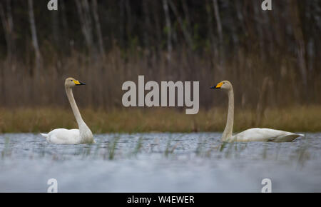 Männliche und weibliche Singschwänen schwimmen gemeinsam gegen einander auf großen malerischen See im Frühjahr Stockfoto