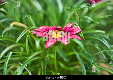 Wilde Blume, romantisch, beruhigende Wirkung, ideal für Wallpaper oder ein Bild an die Wand zu hängen. Stockfoto