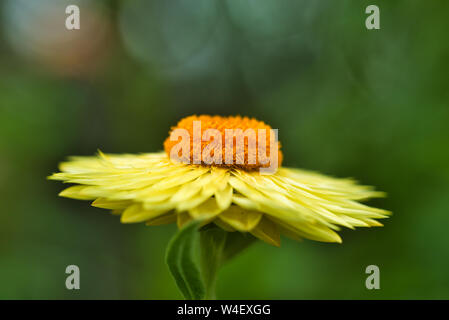 Wilde Blume, romantisch, beruhigende Wirkung, ideal für Wallpaper oder ein Bild an die Wand zu hängen. Stockfoto