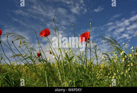 Blühende wilde Wiese mit Mohn und Wildblumen im Sommer vor blauem Himmel Stockfoto