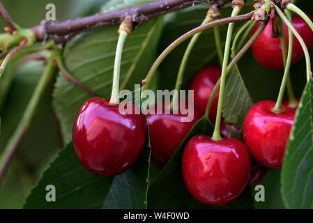 Rote reife Kirschen hängen auf dem Zweig von einem Kirschbaum im Sommer Stockfoto
