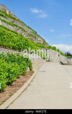 Vertikale Fotografie von malerischen Weg entlang terrassierten Weinbergen. Weingut auf den Hügeln entlang der Genfer See, Schweiz. Berühmte Weinregion Lavaux, die zum UNESCO-Weltkulturerbe zählt. Schweiz Sommer. Die weinbereitung. Stockfoto