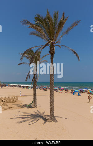 Guardamar del Segura Costa Blanca Spanien Palmen am schönen Sandstrand Stockfoto