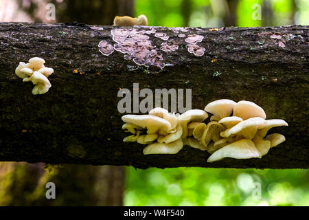Weiß Austernpilze Gruppe auf horizontale schwarze im Sommer Wald closeup mit selektiven Fokus und boke Blur anmelden. Stockfoto