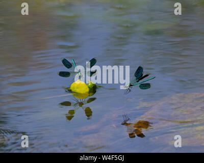 Banded Demoiselle Calopteryx splendens Männchen in Flight River wensum Norfolk Stockfoto