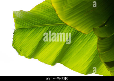 Nahaufnahme von einem Bananenblatt Stockfoto