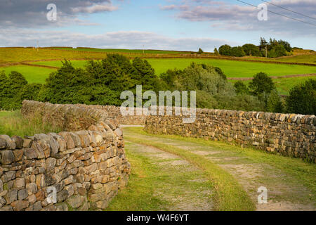 Trockenmauern von nidderdale Stockfoto