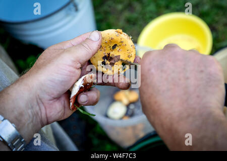 Reinigung Pilze aus dem Wald abgeholt Stockfoto