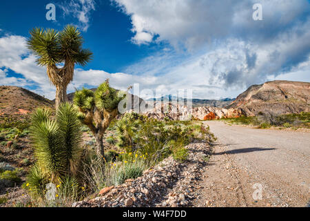 Joshua Tree, Schlamm Hügel, Jungfrau Berge hinter, von Gold Butte Road, Gold Butte National Monument, Mojave Desert, Nevada, USA Stockfoto