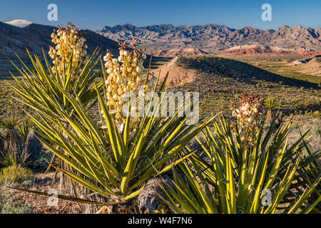 Mojave Yucca (Yucca Schidigera) in voller Blüte, Jungfrau-Gebirge in Ferne, aus Gold Butte Road, Gold Butte National Monument, Mojave-Wüste, Nevada, USA Stockfoto