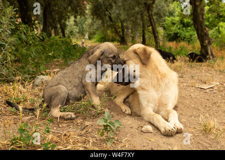 Straße Hund Welpen Stockfoto