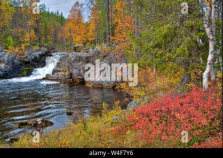 Wasserfall in der Taiga Forest: Scot von Fichte (Picea abies), Fichte (Picea abies) und Birke (Betula pubescens), auf dem Boden: Cowberry (Vaccinium vitis-idaea), Heidelbeere (Vaccinium myrtillus), Ruska Zeit (Herbst), Pallas-Yllastunturi Nationalpark, Lappland, Finnland Stockfoto