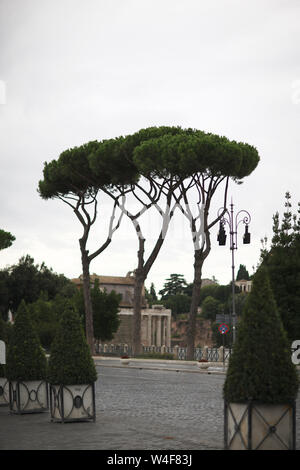 Die alten Bäume auf der Allee, die zum Kolosseum. Rom, Italien. Stockfoto