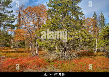 Taigawald: Scot von Fichte (Picea abies), Fichte (Picea abies) und Birke (Betula pubescens ssp. czerepanovii), auf dem Boden: Mountain Crowberry (Empetrum nigrum hermaphroditum Subsp), Cowberry (Vaccinium vitis-idaea), Heidelbeere (Vaccinium myrtillus), Ruska Zeit (Herbst), Pallas-Yllastunturi Nationalpark, Lappland, Finnland Stockfoto