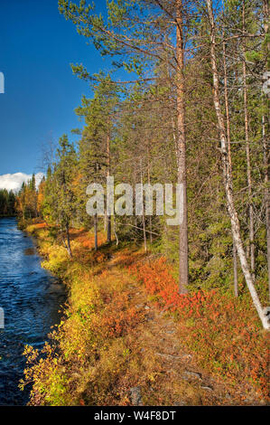 Taiga Forest, Scot von Fichte (Picea abies), Ruska Zeit (Herbst), Pallas-Yllastunturi Nationalpark, Lappland, Finnland Stockfoto