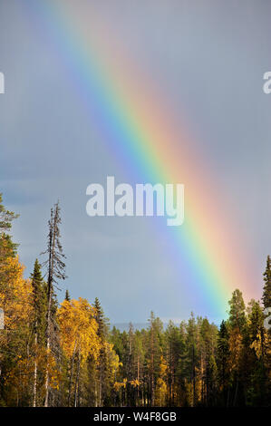 Regenbogen über der Taiga Forest, Scot von Fichte (Picea abies), Birke (Betula pubescens), Ruska Zeit (Herbst), Pallas-Yllastunturi Nationalpark, Lappland, Finnland Stockfoto