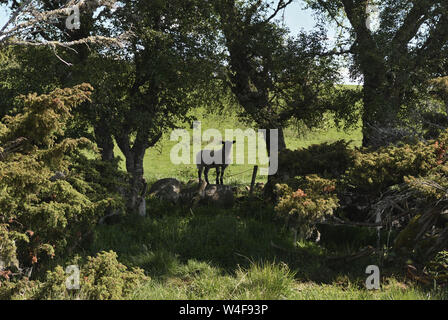 Silhouetted Lamm; Cairngorms Nationalpark, Highlands, Schottland Stockfoto