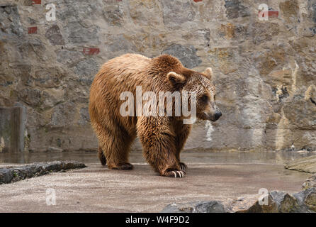 Brauner Bär; Zoo von Lissabon Stockfoto