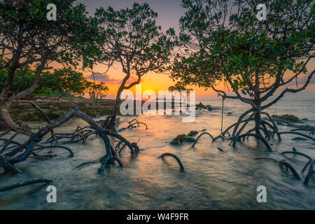 Frame Mangrovenbäume bei Sonnenuntergang Stockfoto