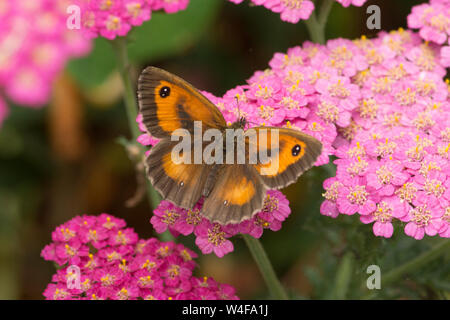 Gk oder Hedge Braun, Pyronia tithonus, Schmetterling, Achillea, Juli Stockfoto