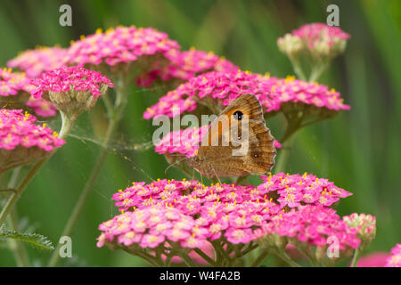 Gk oder Hedge Braun, Pyronia tithonus, Schmetterling, Achillea, Juli Stockfoto