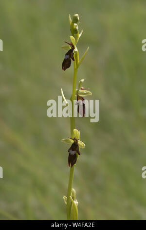 Orchidee (Ophrys Insectifera) fliegen Stockfoto