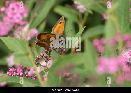 Gk oder Hedge Braun, Pyronia tithonus, Schmetterling, auf Spirea, Juli Stockfoto