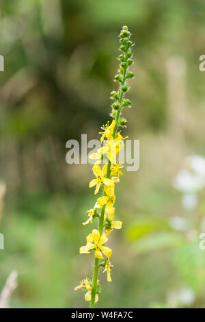 Agrimony, Agrimonia eupatoria, Blumen, Sussex, UK. Juli Stockfoto