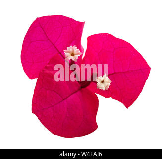 Bouganvillea flower Isolated On White Stockfoto