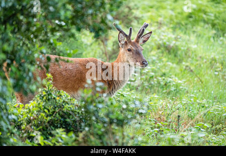 Red Deer, Wald, Glenveagh National Park, Donegal, Irland Stockfoto