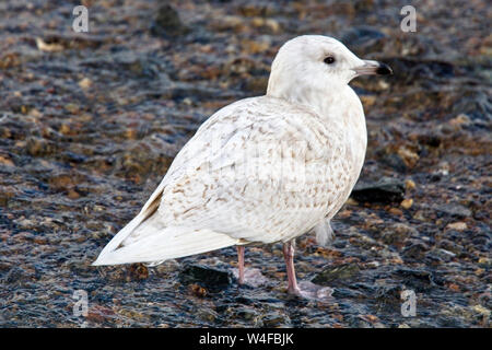 Island Möwe (Larus glaucoides), erste Winter stehen im flachen Wasser, Newlyn Harbour, Cornwall, England, Großbritannien. Stockfoto