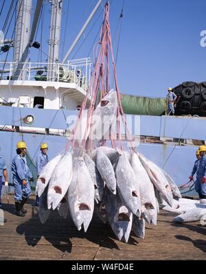 Japan, Honshu, Shimizu, Fischereihafen, gefrorenen Thunfisch Entladen von Fischerboot Stockfoto