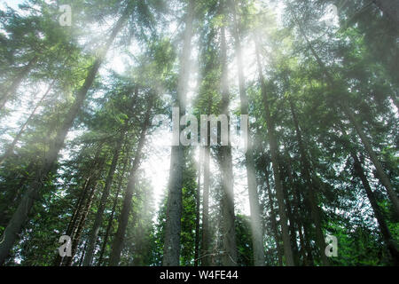 Nebelig mystische Wald, schöne Misty Tannenwaldes mit Sonnenstrahlen, atmosphärische, morgen wald landschaft Stockfoto