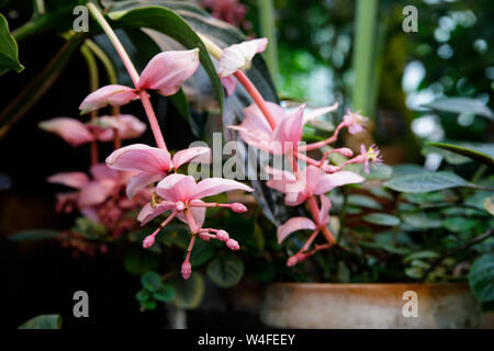 Medinilla magnifica, die auffälligen medinilla oder rose Traube ist eine Pflanzenart aus der blühenden Pflanze in der Familie Melastomataceae, native auf den Philippinen. Es ist Stockfoto