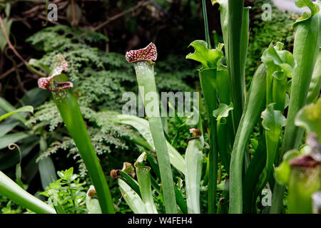 Sarracenia leucophylla, Sarraceniaceae, Nordamerika Südöstlichen. Exotische Blume. Fleischfressende Schlauchpflanzen Stockfoto