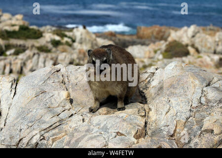 Ein klippschliefer (Procavia capensis), genannt auch rock Badger, Rabbit, Rock und Cape hyrax, auf den Felsen in Hermanus, Overberg, Südafrika. Stockfoto