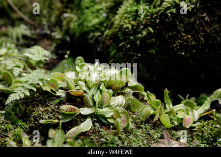 Fleischfressende Venus Fly Traps Dionaea muscipula und Sonnentau Drosera capensis Pflanzen absondern Verdauungsenzyme s, bis das Insekt verflüssigt und Sein so Stockfoto