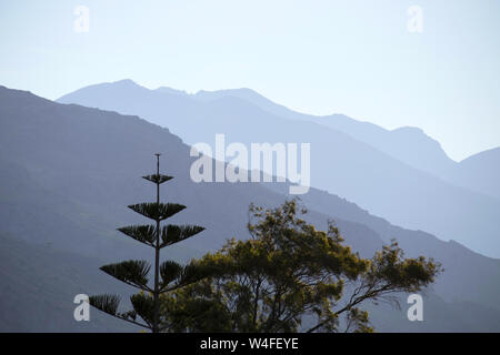 Norfolk Island Pine, Paleochora, S. W. Kreta, Griechenland. Am frühen Morgen. Stockfoto