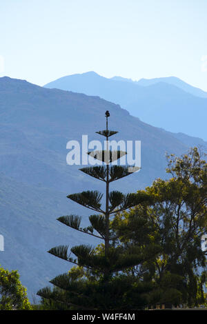 Norfolk Island Pine, Paleochora, S. W. Kreta, Griechenland. Am frühen Morgen. Stockfoto