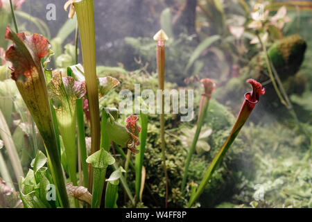 Sarracenia leucophylla, Sarraceniaceae, Nordamerika Südöstlichen. Exotische Blume. Fleischfressende Schlauchpflanzen Stockfoto