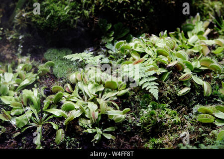 Fleischfressende Venus Fly Traps Dionaea muscipula und Sonnentau Drosera capensis Pflanzen absondern Verdauungsenzyme s, bis das Insekt verflüssigt und Sein so Stockfoto
