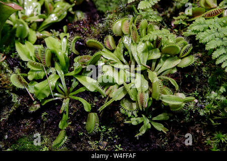 Fleischfressende Venus Fly Traps Dionaea muscipula und Sonnentau Drosera capensis Pflanzen absondern Verdauungsenzyme s, bis das Insekt verflüssigt und Sein so Stockfoto