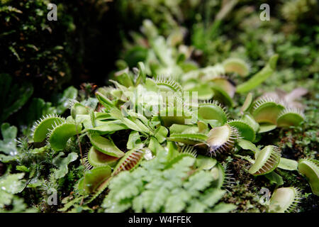 Fleischfressende Venus Fly Traps Dionaea muscipula und Sonnentau Drosera capensis Pflanzen absondern Verdauungsenzyme s, bis das Insekt verflüssigt und Sein so Stockfoto