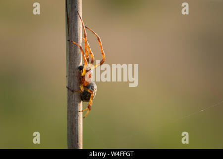 Ein männlicher Furche Orb Spider (Larinioides Dais) an Priddy Mineries in die Mendip Hills, Somerset. Stockfoto
