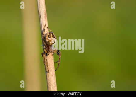 Eine weibliche Furche Orb Spider (Larinioides Dais) an Priddy Mineries in die Mendip Hills, Somerset. Stockfoto