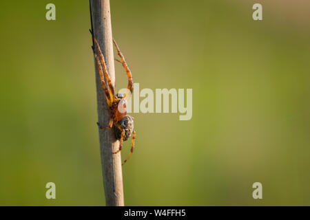 Ein männlicher Furche Orb Spider (Larinioides Dais) an Priddy Mineries in die Mendip Hills, Somerset. Stockfoto